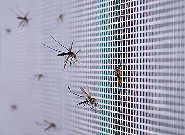 Moustiques sur une moustiquaire