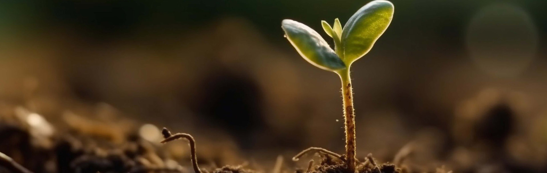 Petite plante poussant du sol