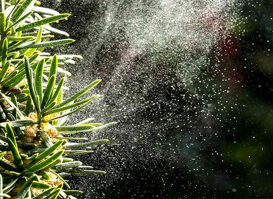 Pollen verteilen sich in der Luft