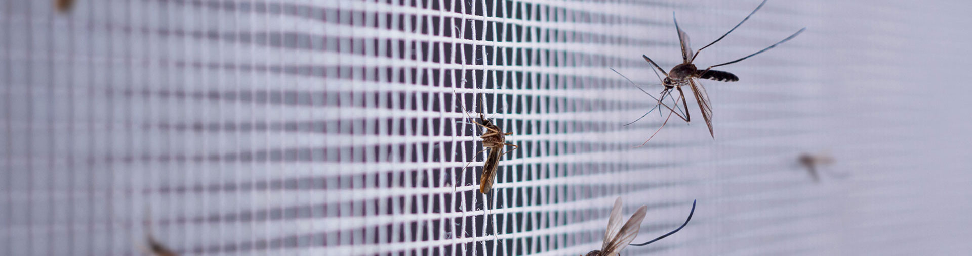 Zanzare sulla zanzariera della finestra