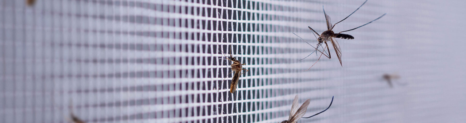 store moustiquaire plissée pour se protéger des moustiques et insectes