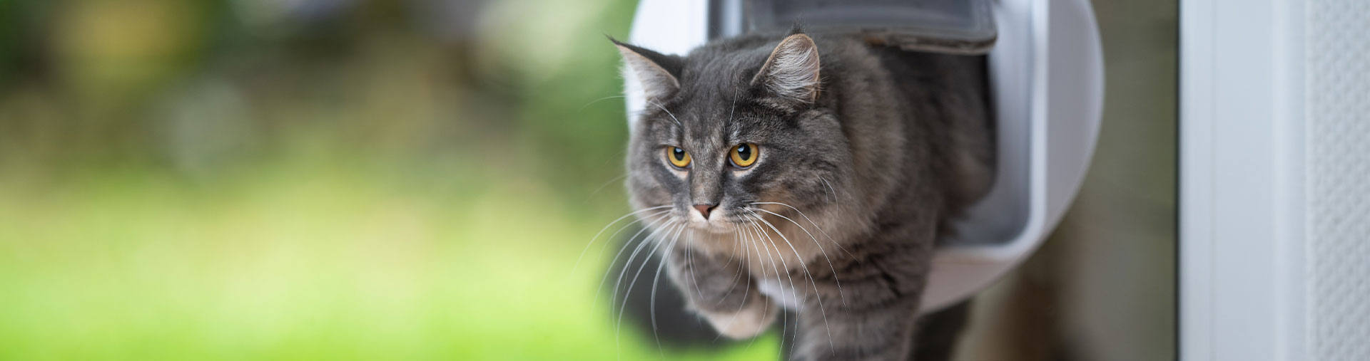 Il gatto cammina attraverso la finestra attraverso la porta del gatto