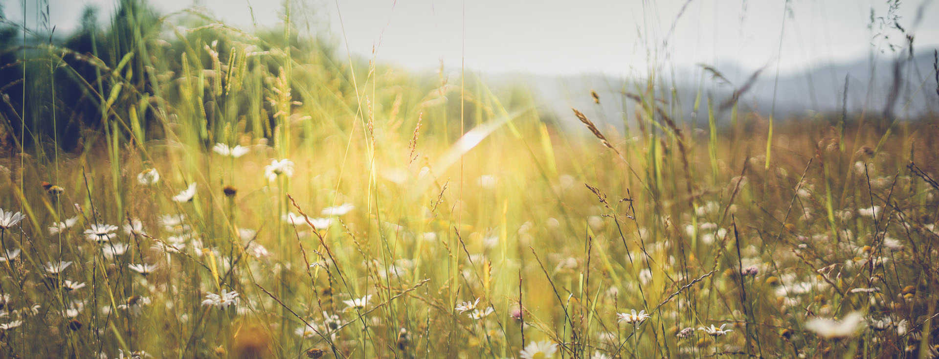 Nature, paysage, graminées, durabilité