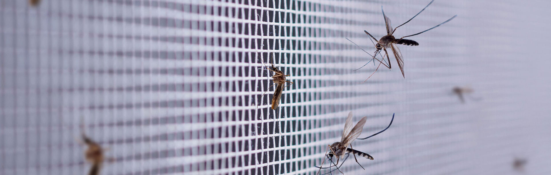 Mücken an Insektenschutznetz am Fenster
